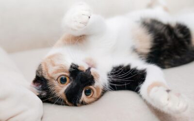 How To Keep Your Cat Safe With Routine Wellness Care