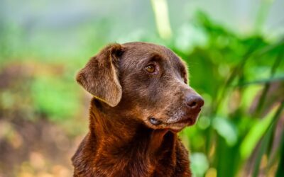 5 Ways to Help Your Senior Pet Remain Mobile
