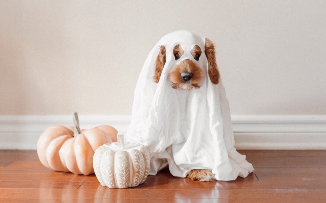 Fluffy dog with sheet ghost costume on, standing next to some pumpkins