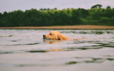 Safeguarding Pets While Swimming